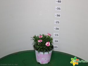 GAROFANO DIANTHUS VASO 14 PINK & PROUD
