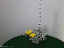 GAZANIA MARITTIMA VASO 14