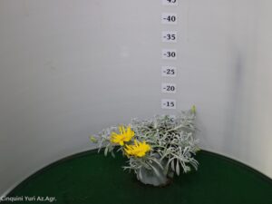 GAZANIA MARITTIMA VASO 14
