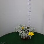 GAZANIA MARITTIMA VASO 14