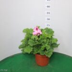 GERANIO MACRANTA VASO 14