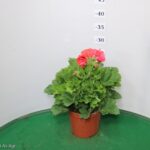GERANIO MACRANTA VASO 14