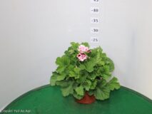GERANIO MACRANTA VASO 14
