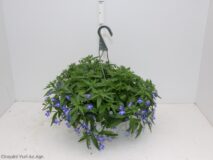 LOBELIA BASKET 20