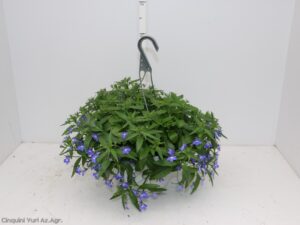 LOBELIA BASKET 20
