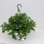 LOBELIA BASKET 20