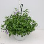 LOBELIA BASKET 20