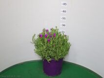 MESEBRANTEMO VASO 18