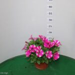 PETUNIA PEPPY VASO 14