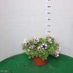 PETUNIA PEPPY VASO 14