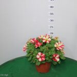 PETUNIA PEPPY VASO 14