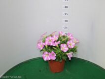 PETUNIA PEPPY VASO 14