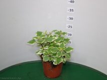 PLECTRANTUS COLOIDES (INCENSO) VASO 14