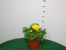 RANUNCOLO VASO 14