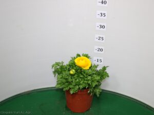 RANUNCOLO VASO 14