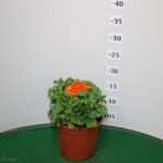 RANUNCOLO VASO 14