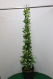 GELSOMINO RINCOSPERMO H 100 VASO 18