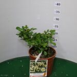 ROSA PAESAGGISTICA MEILLAND