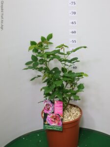 ROSA DEI PITTORI DELBARD