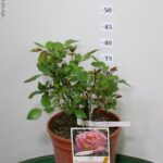 ROSA GRANDEFIORE MEILLAND