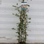 ROSA RAMPICANTE