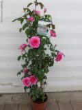 ROSA RAMPICANTE VASO 22 ALTEZZA 120 Cm