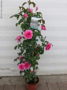 ROSA RAMPICANTE