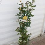 ROSA RAMPICANTE