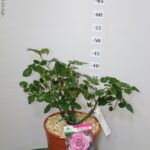 ROSA PROFUMATISSIMA NIRP