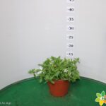 SCAEVOLA VASO 14
