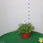 SCAEVOLA VASO 14
