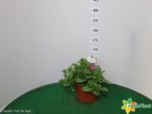 SCAEVOLA VASO 14