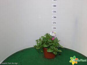 SCAEVOLA VASO 14