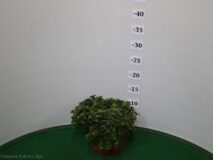 SEDUM CORAL REEF VASO 14