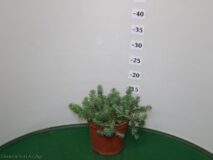 SEDUM SILVER VASO 14