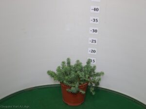 SEDUM SILVER