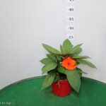 SUNPATIENS VASO 14