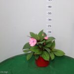 SUNPATIENS VASO 14