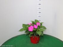 SUNPATIENS VASO 14