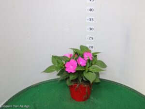 SUNPATIENS VASO 14