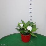 SUNPATIENS VASO 14