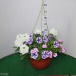 TRIXI BASKET 20