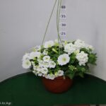 TRIXI BASKET 20