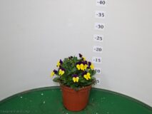 VIOLA CORNUTINA VASO 14