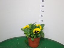 VIOLA FIORE GRANDE VASO 14 (3 PIANTE)