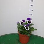 VIOLA VASO 14