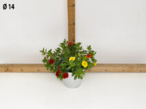 CALIBRACHOA TRIXI VASO 14