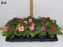 IMPATIENS WALLERIANA VASO 10