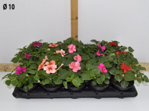 impatiens_walleriana_v10