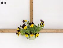VIOLA RICADENTE VASO 14